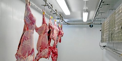 Vildsvin – köttet vi väljer bort