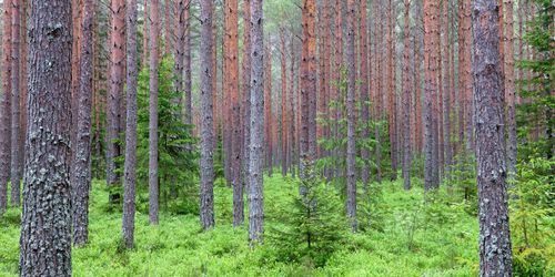 ”Bruka mer skog – inte mindre”