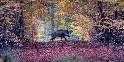 Vill skjuta dubbelt så många vildsvin