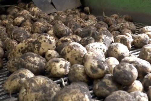 Sen start ger lägre stärkelsehalter