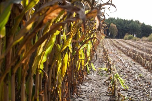 Startskott för skörd av majs