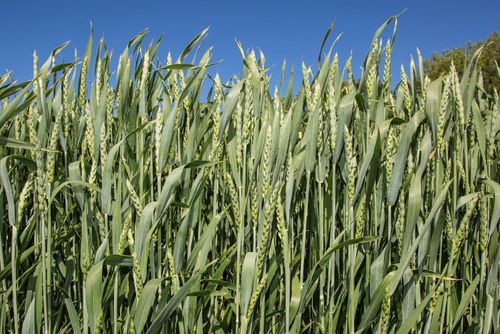 Monsterrekord för höstgrödor