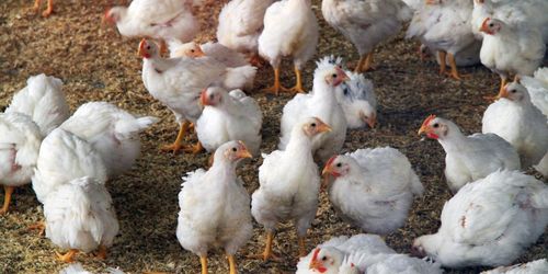 100 000 kycklingar döda i kraftig brand