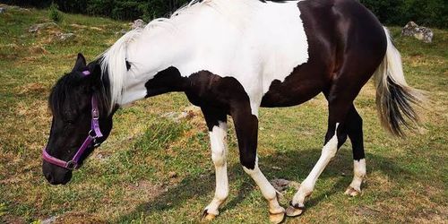 Lyckligt slut för Colt