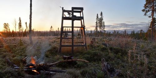 ”Älgförvaltning i totalt kaos”