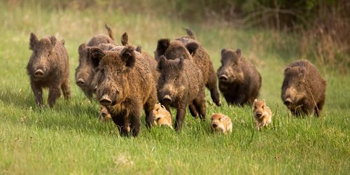 Nu ska det bli enklare att sälja vildsvinskött