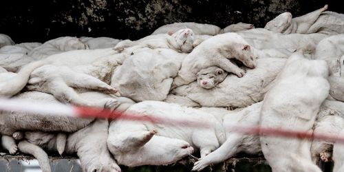 Danska minkuppfödare får 25 miljarder kronor i ersättning