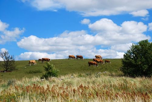 Basen för livet på landet är mindre djurägande bönders verksamhet skriver Lars Dittmer i Hestra i en debattartikel.