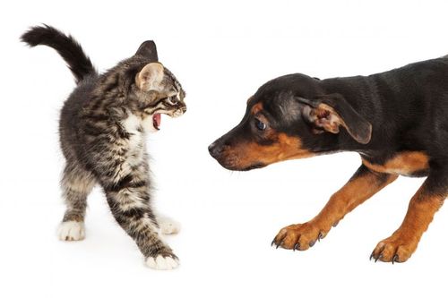 Arga katter har drabbat länsstyrelsens personal vid omhändertagande av djur. Arkivbild.