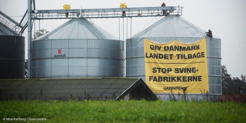 Aktivister får böta efter aktion mot dansk grisgård