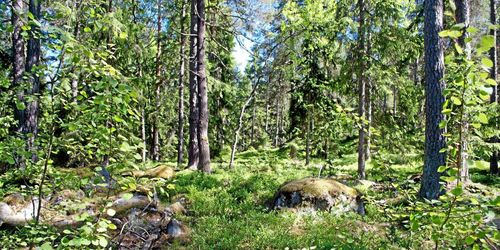 Danske Bank: Större prisökning på skog än statistiken visar