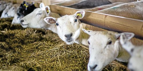 Tangará Farm försätts i konkurs