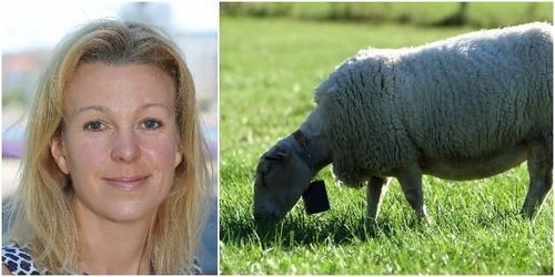 Därför är virtuella stängsel inte godkända i Sverige