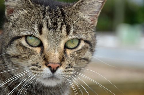 Då är det okej att skjuta "vilda katter"