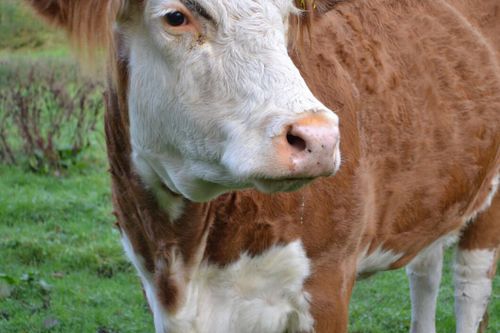 Galna ko-sjukan upptäckt i Polen