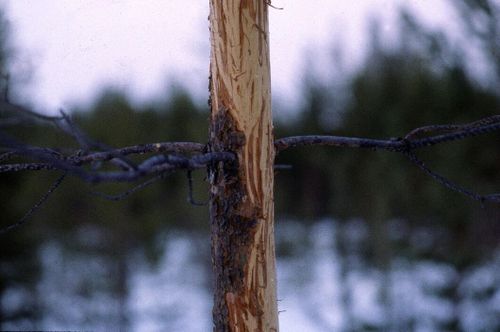 Ljusning för tall i Svealand