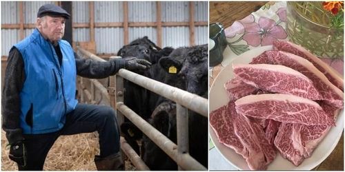 Stort sug efter skånsk-japanskt premiumkött