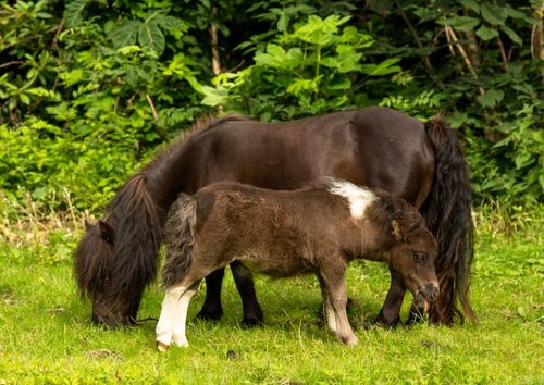 En specifik kombination av gener gör att hästars mankhöjd begränsas.