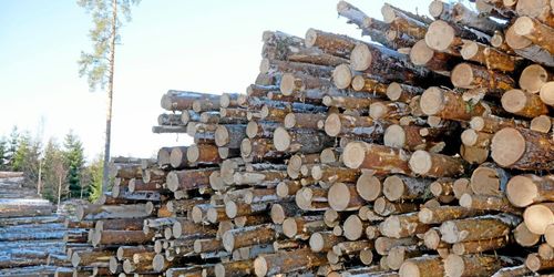 Klimatkraven på skogen fortsatt stridsfråga