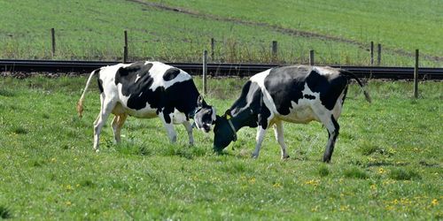 Skånska mjölkbönder köper mejeri