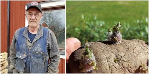 Han ställer om till sättpotatis för att rädda verksamheten