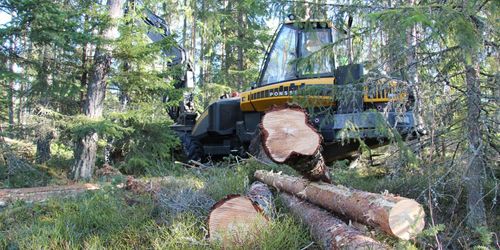 Mer hyggesfritt i finsk statsskog