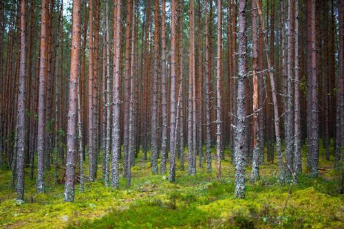 SCA köper 10 000 hektar estnisk skog