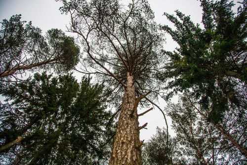 Skogsbolag förlorar 543 miljoner