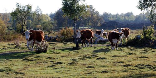 Fel av Uppdrag granskning att prioritera ”bra TV”