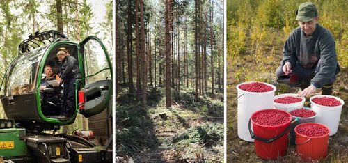 Så vill Sveaskog visa på skogens värde