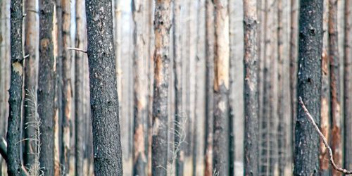 Mycket brandskog oförsäkrad