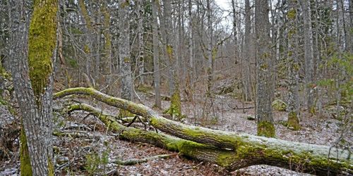 Upphäv Skogsstyrelsens inventeringsuppdrag