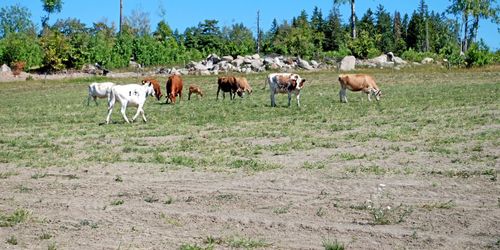 Utbetalningar av EU-stöd tidigareläggs