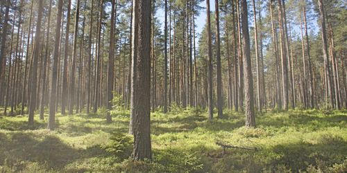 Expertrapport sågas av skogsbranschen