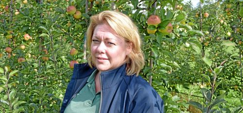 Frosten tog 60 procent av skörden