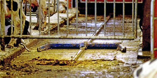 Forskare: ”Eko bygger för mycket på djurproduktion”