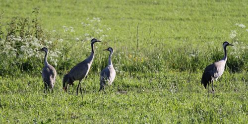 Nya regler om jakttider kan minska viltskador