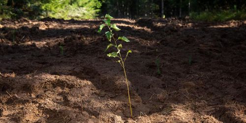 De vill göra verkstad av skogssnacket