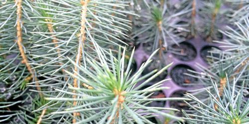 Storsatsning på klonade plantor