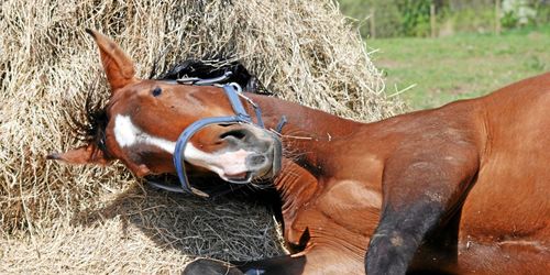 Tuff höst väntar landets hästägare
