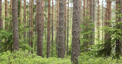 Metsä betalar mer för massaveden