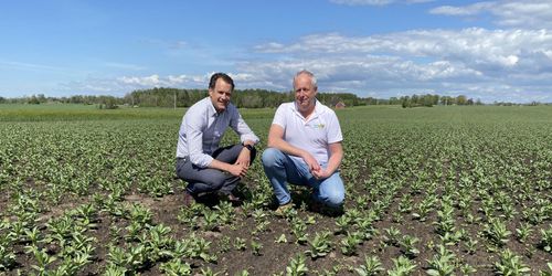 Åkerbönan fortfarande het hos flera mottagare