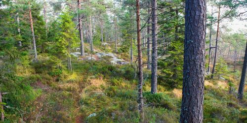 ”Räta ut frågetecknen om nyckelbiotoper”