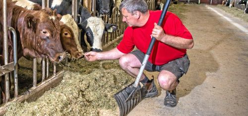 Uppmanar fler att anmäla till slakt tidigare