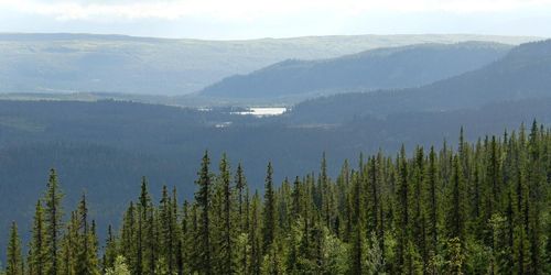 Fortsatt stort intresse att avverka i fjällnära skogar