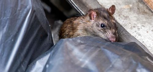 Oklart läge om råttbekämpning