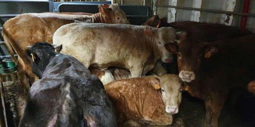 Tusentals kor fast på fartyg – ”kan redan vara döda”