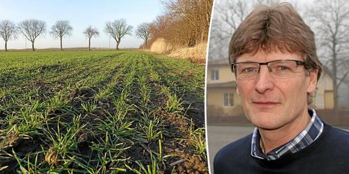 Stor höstsådd ger mindre plats för vårbruket