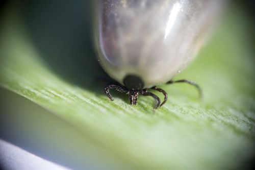 Fästingbett kan också sprida köttallergi och fästingen finns också i Sverige.
