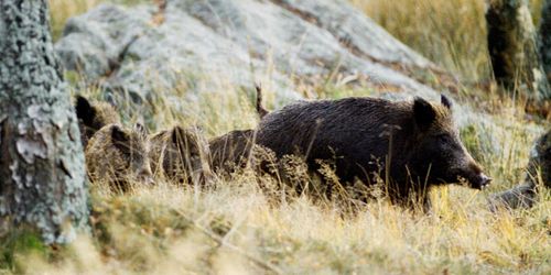 Koll på svinen ska stoppa pesten